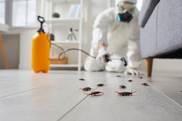 Post-Treatment Bed Bug Interceptor Monitoring in Tabor City